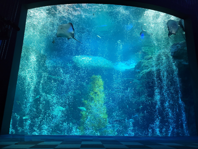 新江ノ島水族館で冬季スペシャルイベント開催　3月7日まで、光や泡で演出「Ｊｅｗｅｒｉｕｍ」