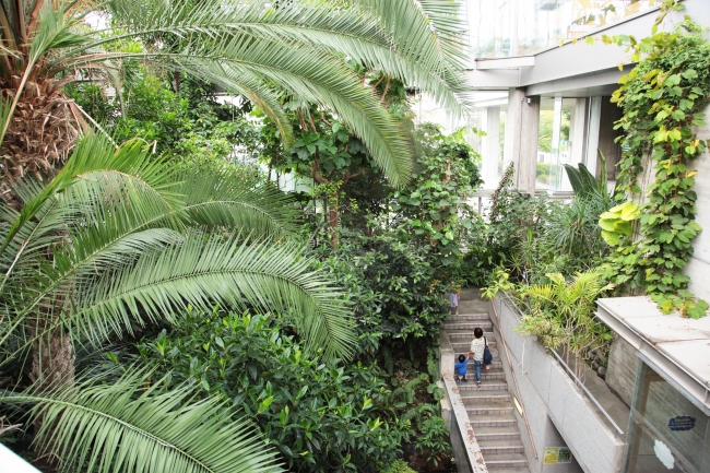 自宅でも植物を楽しむ“一歩”　板橋区立熱帯環境植物館の「植物はじめの一歩展」
