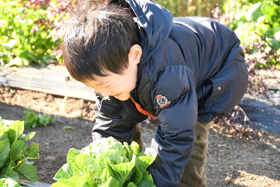 野菜にときめく体験を　埼玉県深谷市に野菜の魅力を学び、体験できるファーム